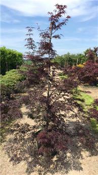 Acer palmatum Fire Cracker 80 100 XTRA Pot P30 cm