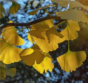 Ginkgo biloba Cépée Multi-troncs 250 300 cm XXL Motte