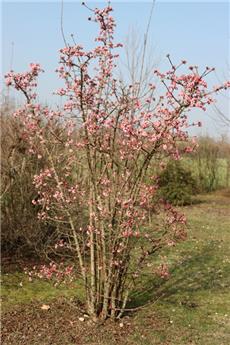 Viburnum bodnantense Charles Lamont 150 175 Pot C30Litres