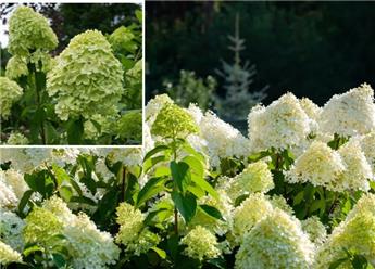 Hydrangea paniculata Magical Lime Sparkles C5 Litres